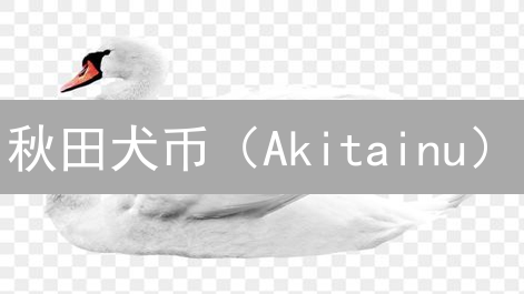 秋田犬币（Akitainu）：暴富神话还是泡沫？深度风险揭秘！